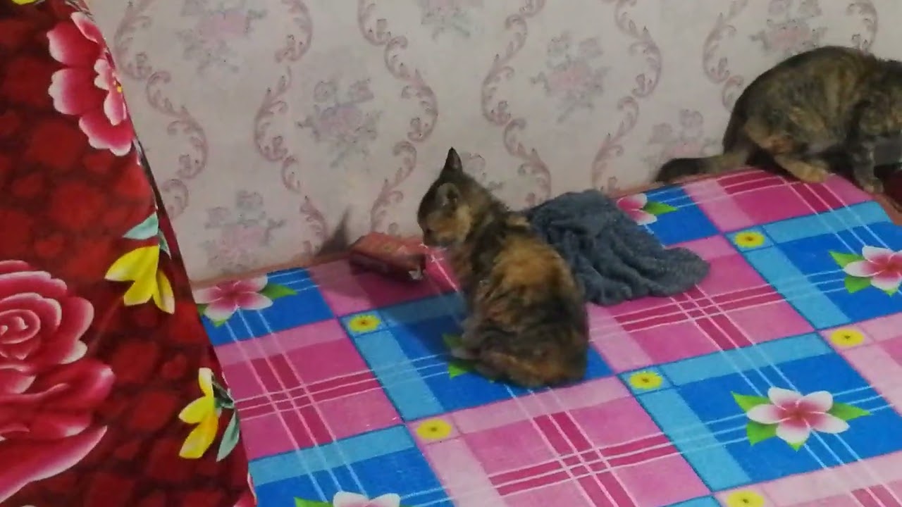正在玩耍的猫咪