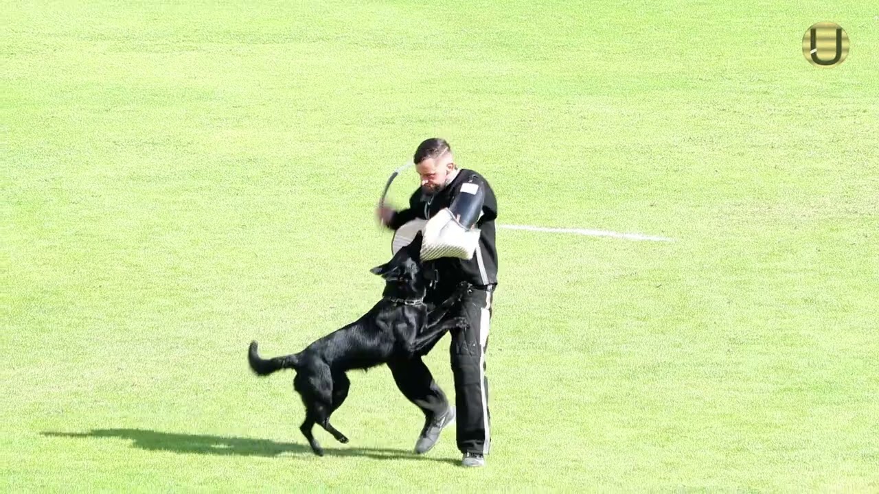 Ottmar Kaczmarek mit der Hündin Ayra v. Huize Kimce im Schutzdienst