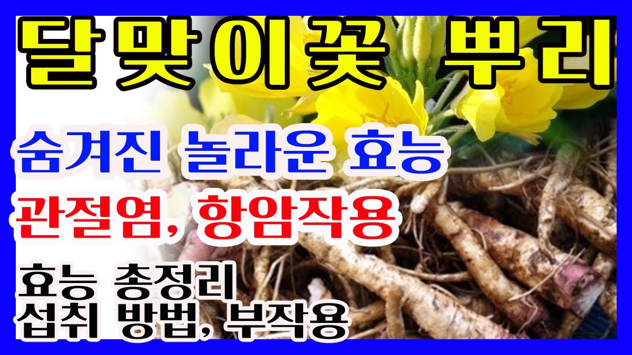 달맞이꽃뿌리효능🌸달맞이꽃뿌리 복용법/달맞이뿌리부작용❤️관절염, 허리, 항암작용❤️#달맞이꽃뿌리효능 #달맞이꽃효능 #달맞이꽃종자유