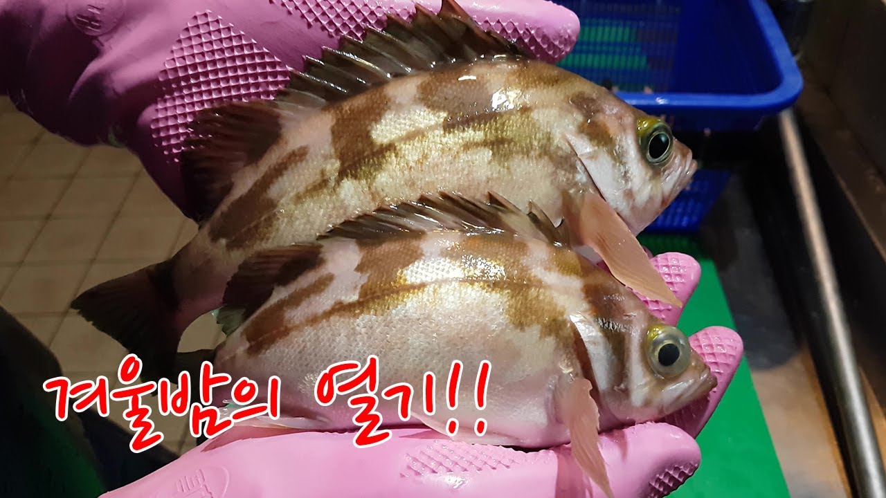 불볼락 정말 맛있네요!!