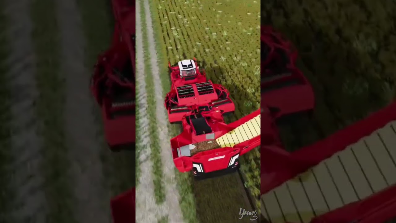 POTATO HARVESTING!! 🥔