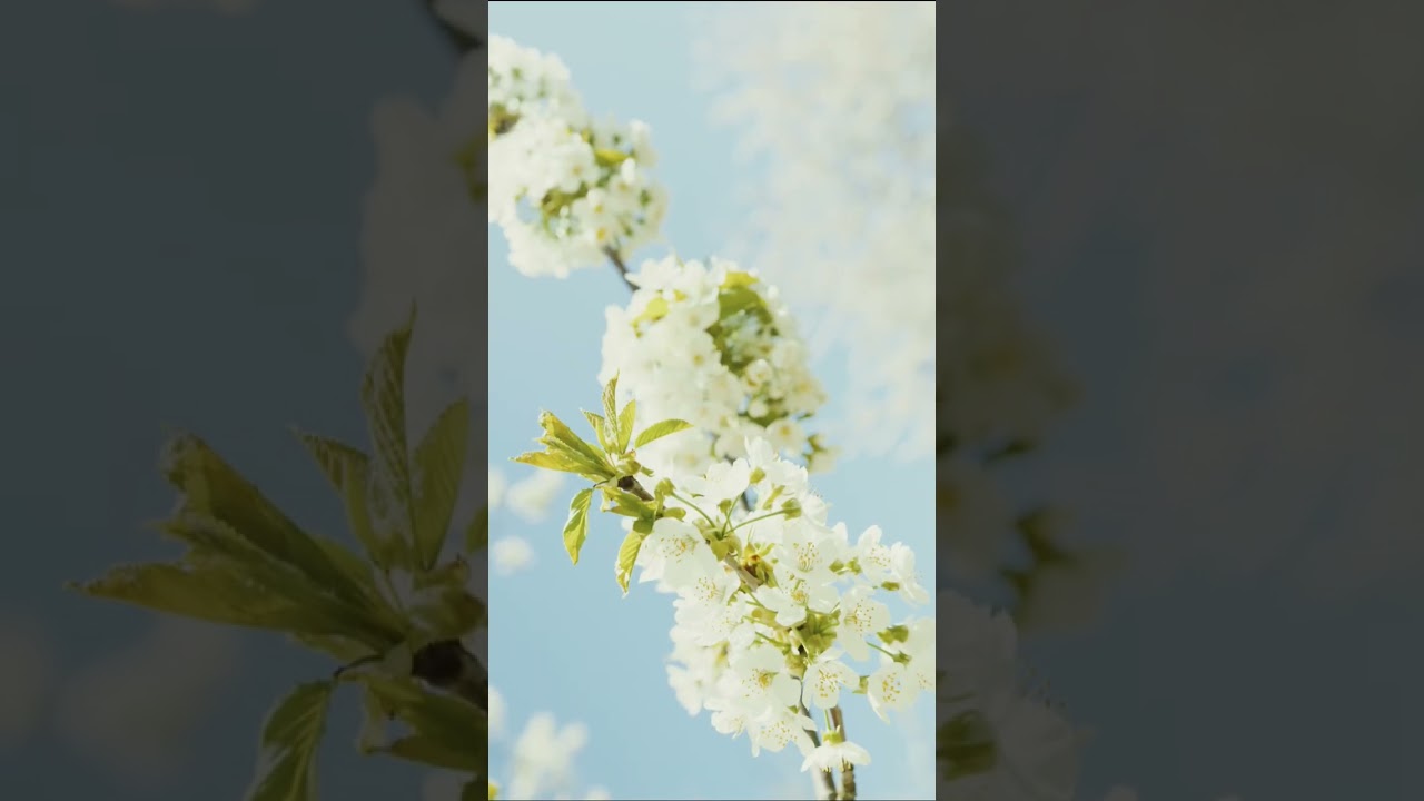 Relaxing Music Flower's 