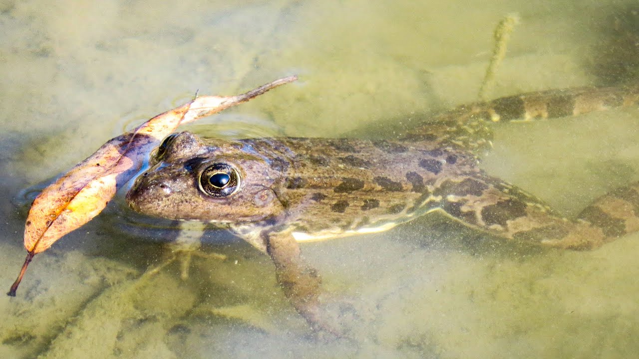 È ARRIVATA LA RANA NELLO STAGNO E SE LA SONO MANGIATA 🐸🐍