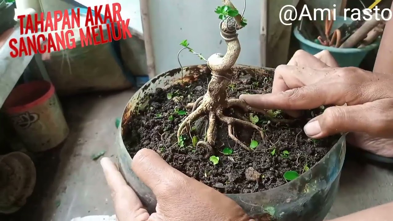 Cara tahapan akar bahan bonsai sancang meliuk