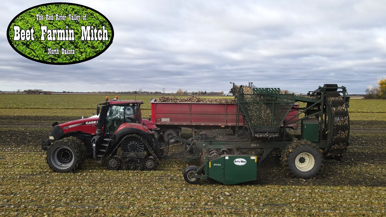 Sugar Beet Harvest 22: 