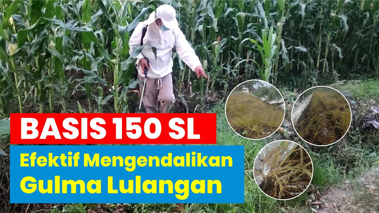 BASIS 150 SL Efektif Mengendalikan Gulma Lulangan