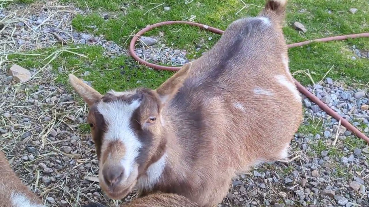 meet the herd ( goats ) and some Interlopers
