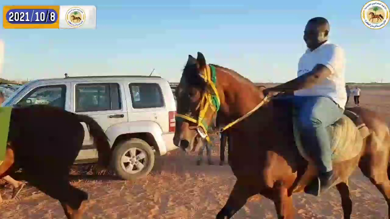 عقد فرسان الكفرة
