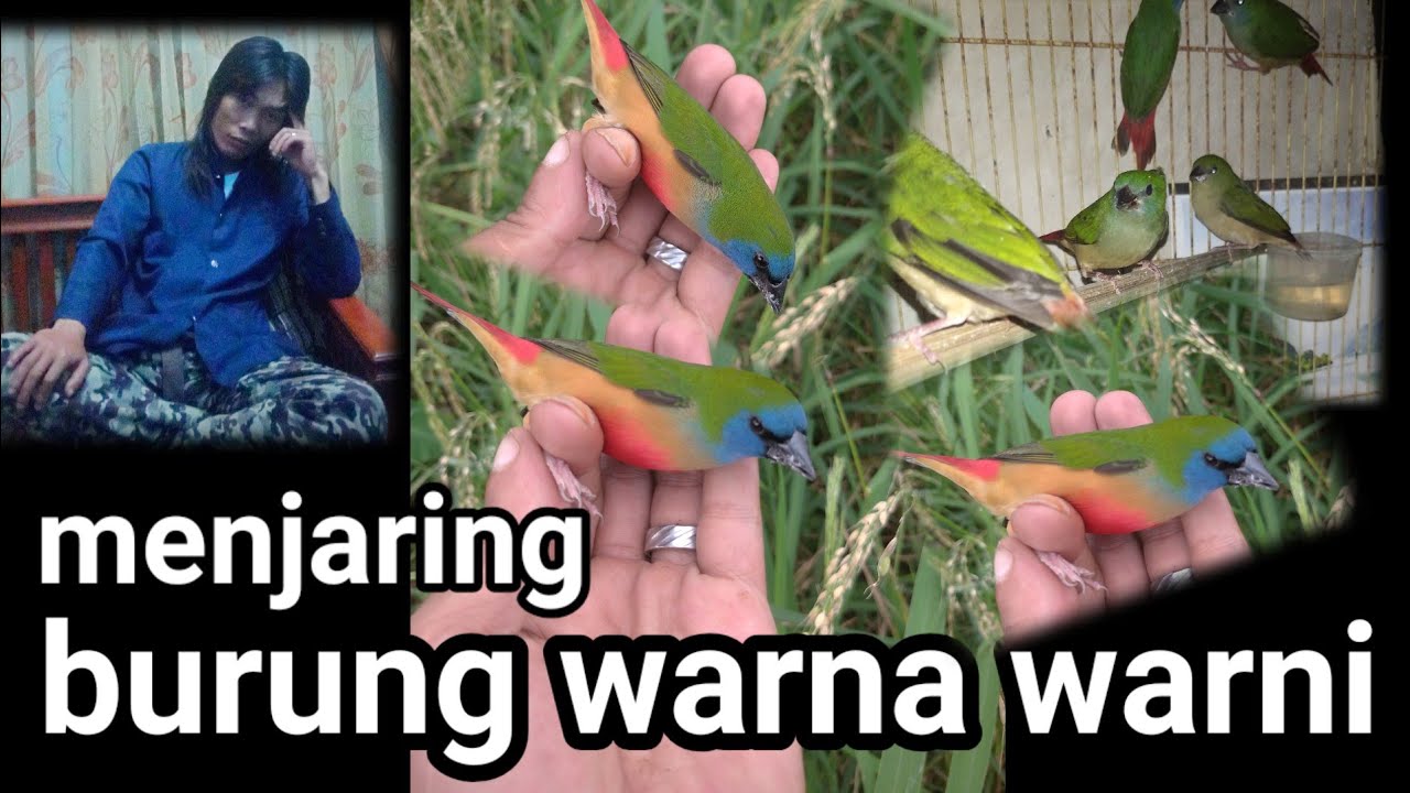 Bird MENJARING burung emprit hijau cantik warnanya