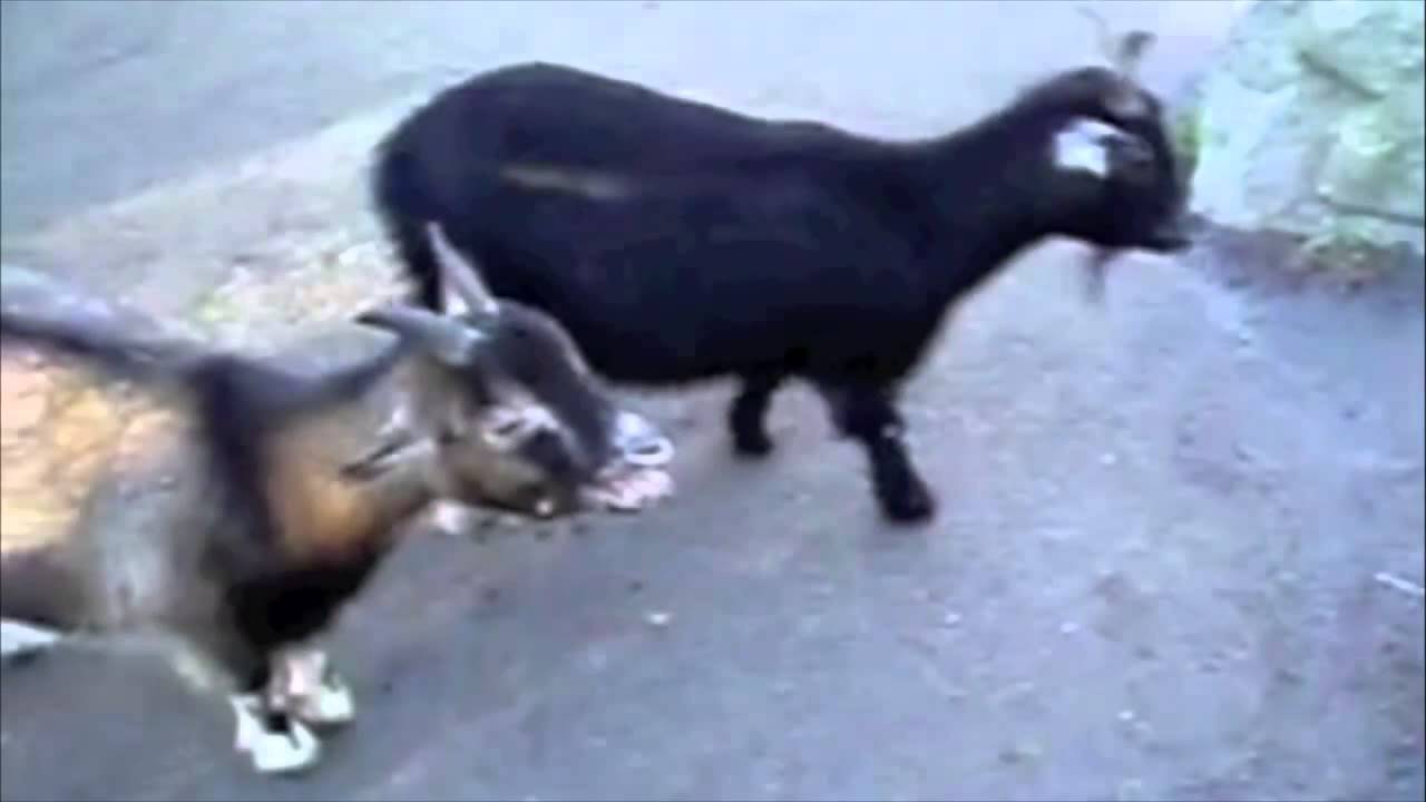 Skrillex - Rock N' Roll (Will Take You to the Mountain) (Goat Remix)