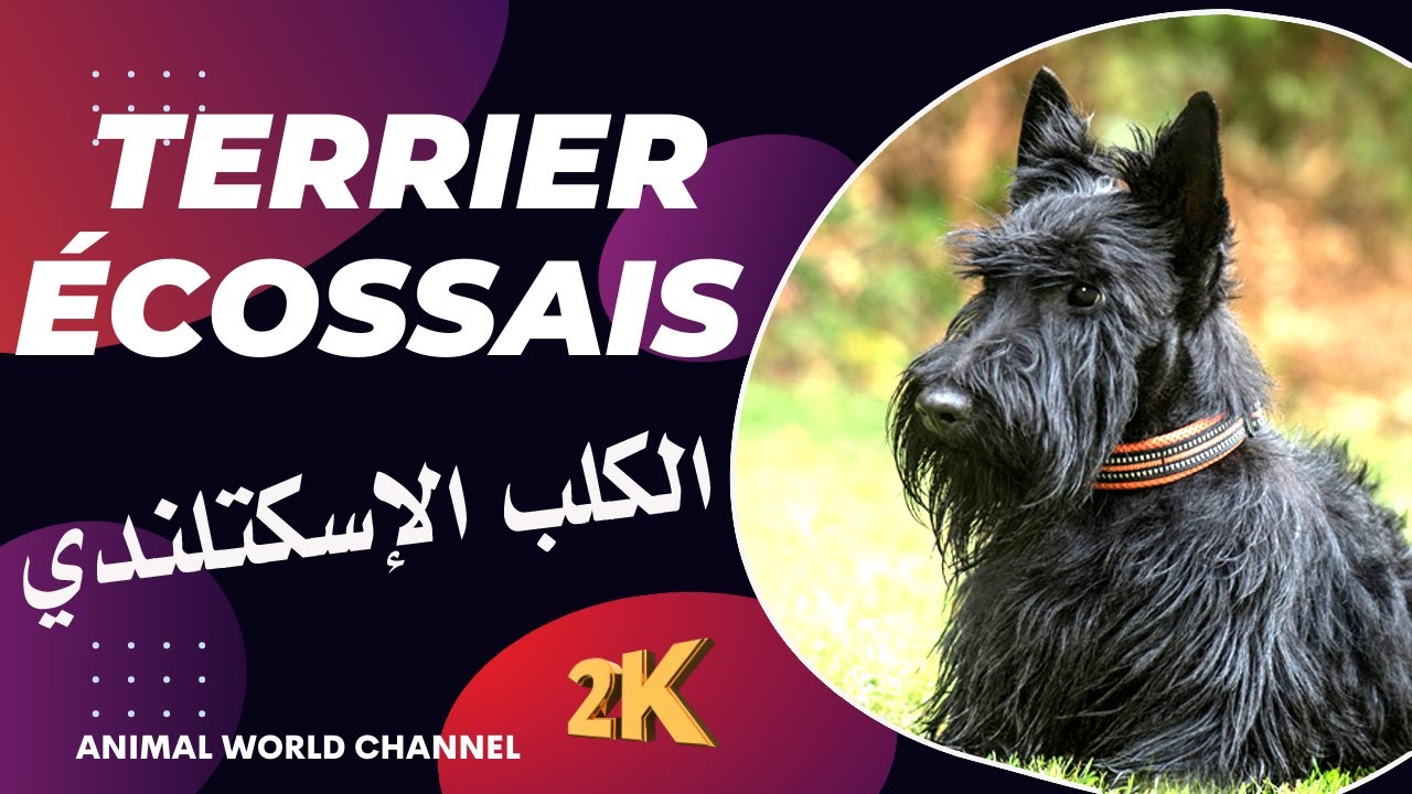 le scottish terrier est une race de chien bien connue pour son manteau ébouriffé