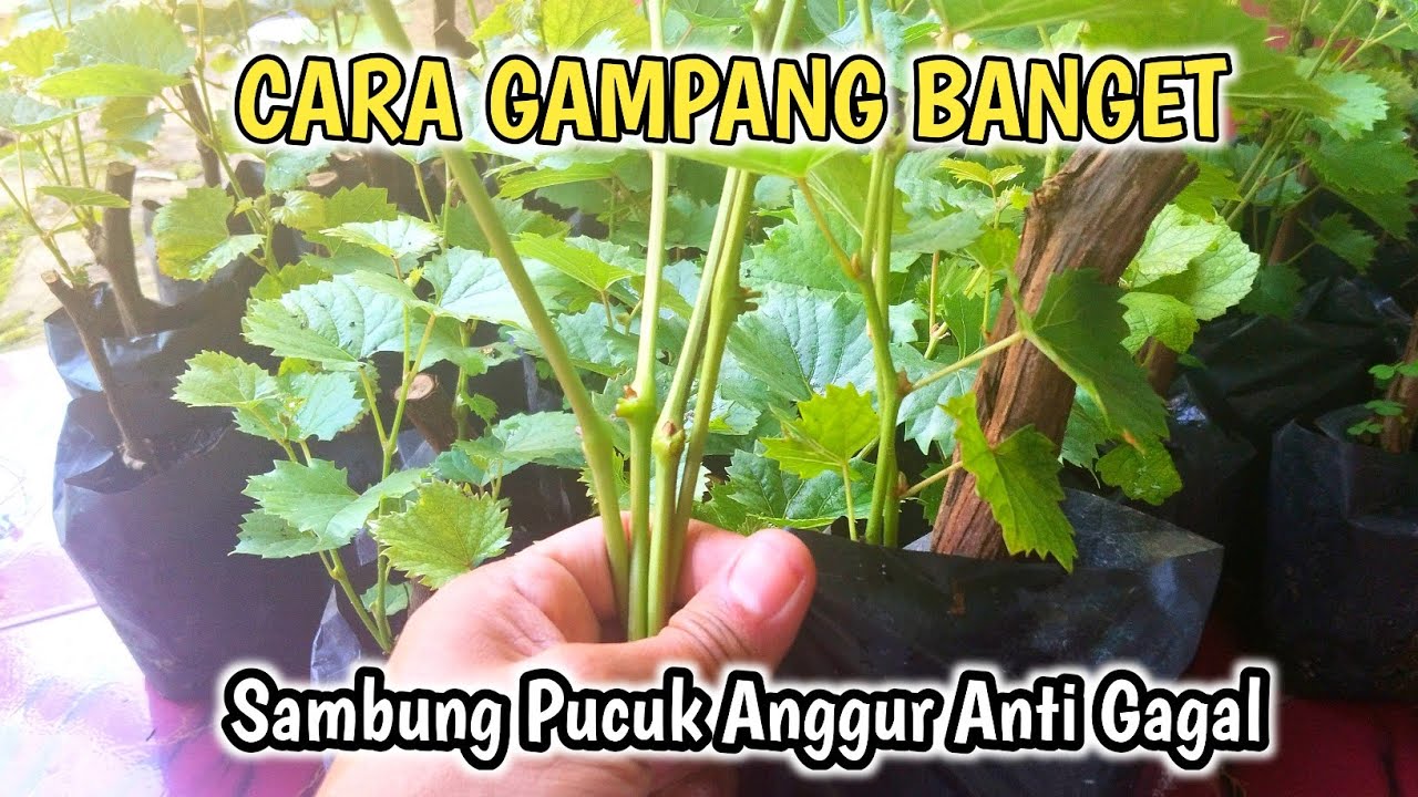100% ILMU‼️Cara Gampang Sambung Pucuk Angur Anti Gagal✅