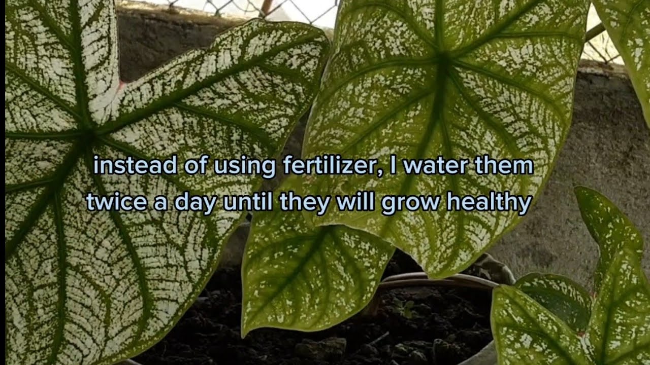 simple way of multiplying plants