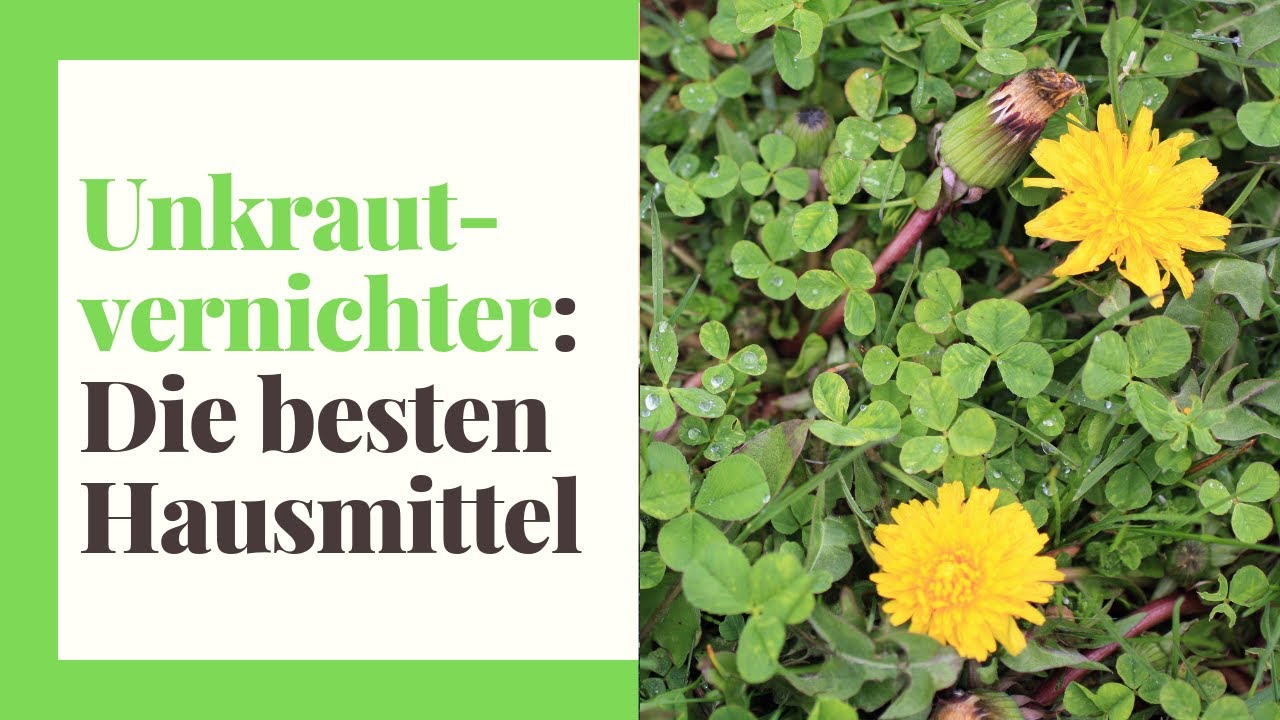 Unkrautvernichter - Hausmittel, organische Mittel und Chemie (praktische Tipps)
