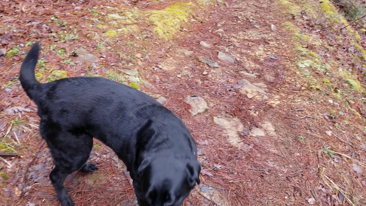 Video of Talimena State Park, OK from Mark C.