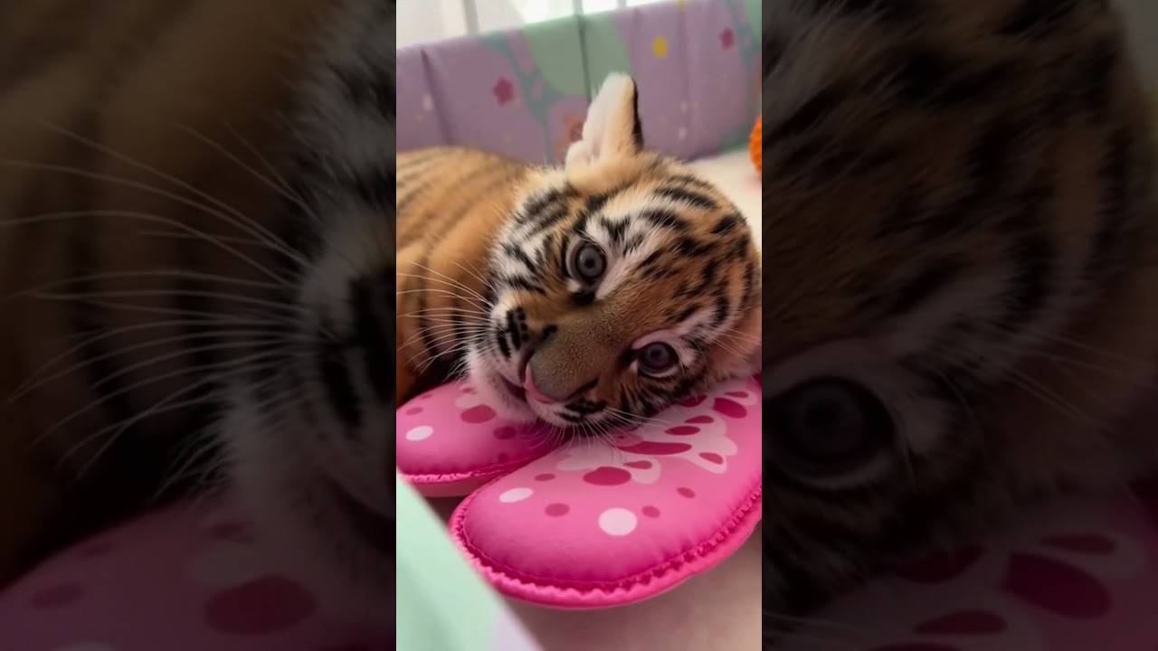 A Tiger Cub With Endless Energy #viral #trending #short