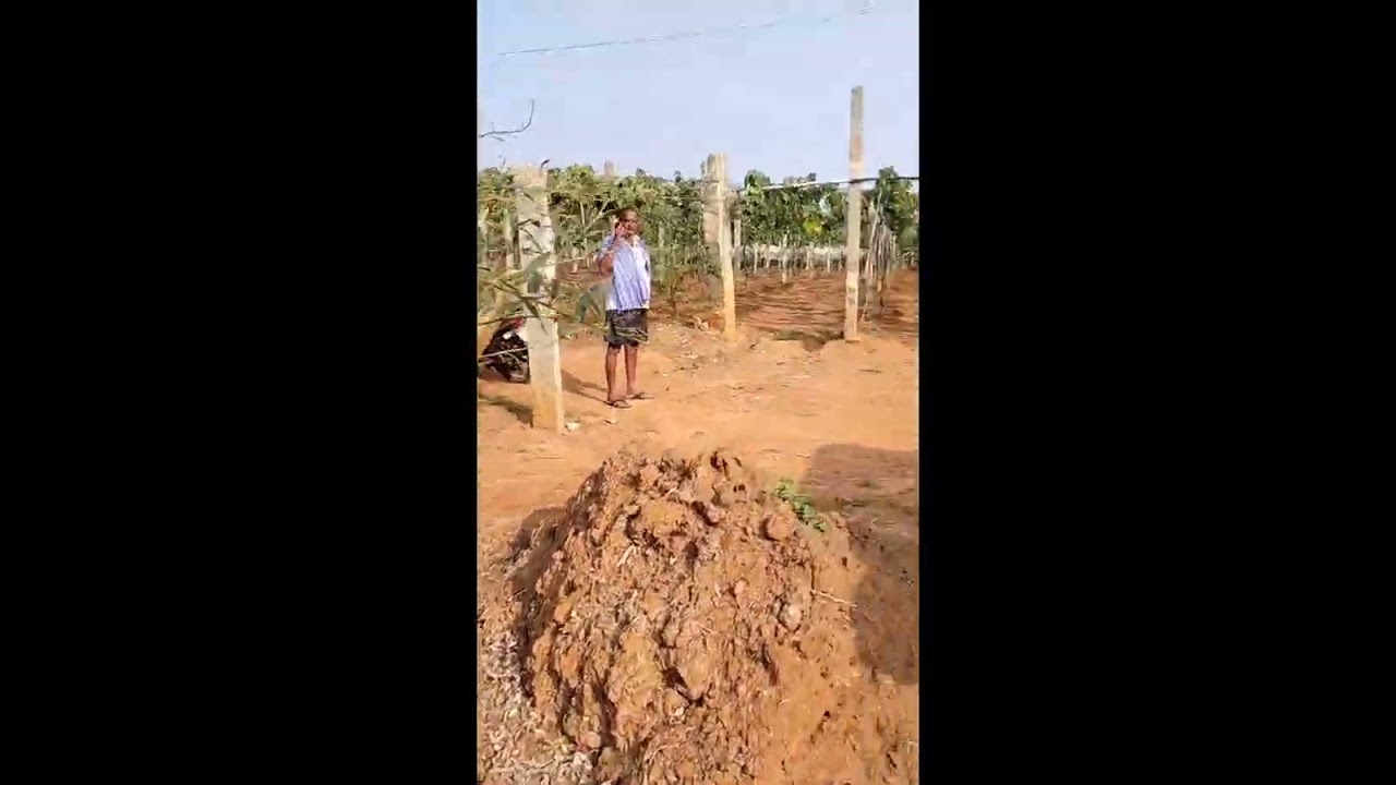 Black grapes farm.#bangalore #karnataka #farming #thingtolearn
