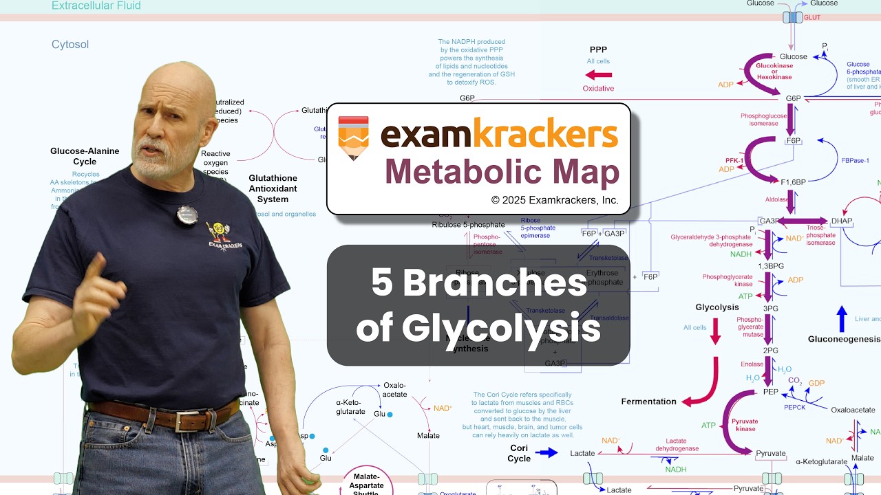 5 Branches of Glycolysis - 1 Minute Metabolism