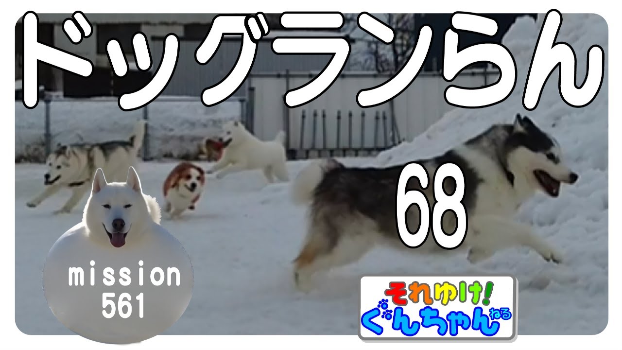 ぐんちゃんのドッグらんらん68