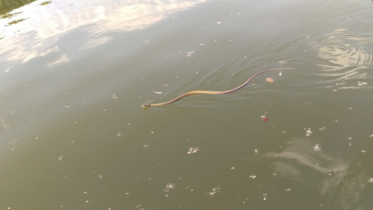 Ringelnatter auf dem Rhein am Jachthafen beim Kajaktest