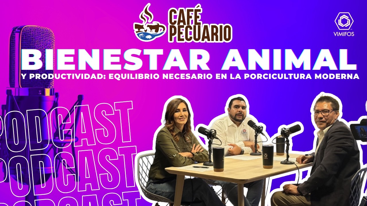 Bienestar animal y productividad: equilibrio necesario en la porcicultura moderna