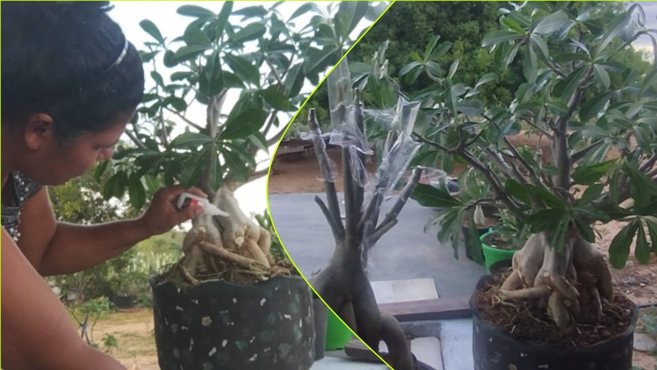 FAZENDO UMA MATRIZ LINDA E LIMPEZA DE RAÍZES DE UM KAUDEX 