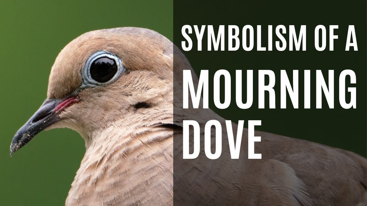 Symbolism of a Mourning Dove