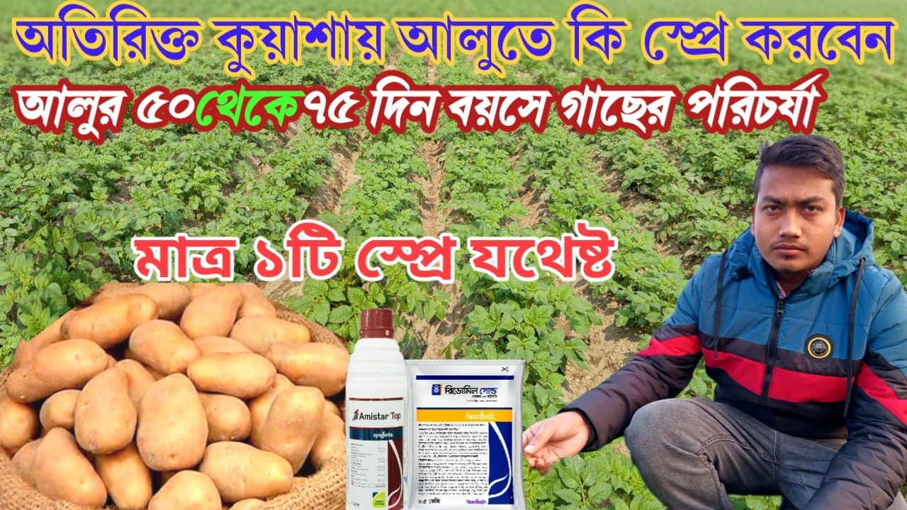 আলুর ৫০-৭৫ দিনের পরিচর্যা/আলুর শেষ স্প্রে-দ্রুত বড় ও চকচকে করুন। #agriculture