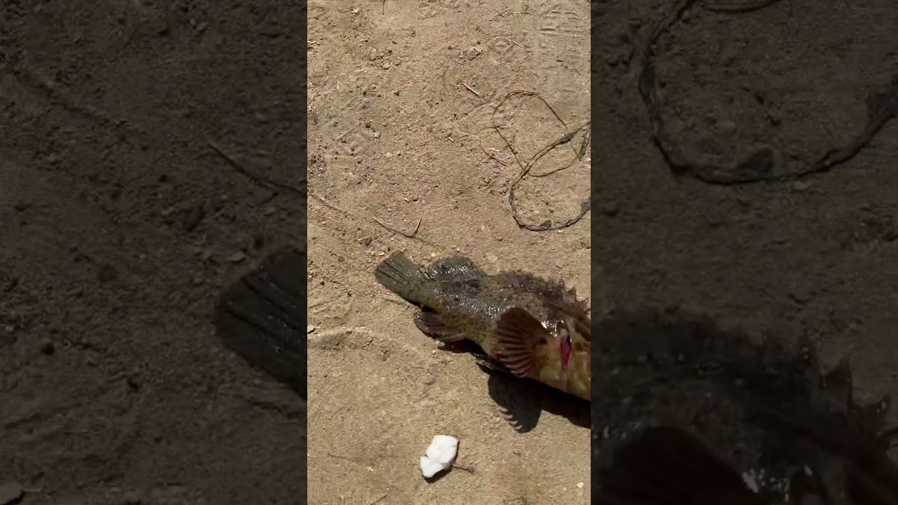 Rockfish Caught Off the Cliffs in Santa Cruz 🤯🌊 Fishing Adventure #Fishing #Shorts #Rockfish&rdquo;
