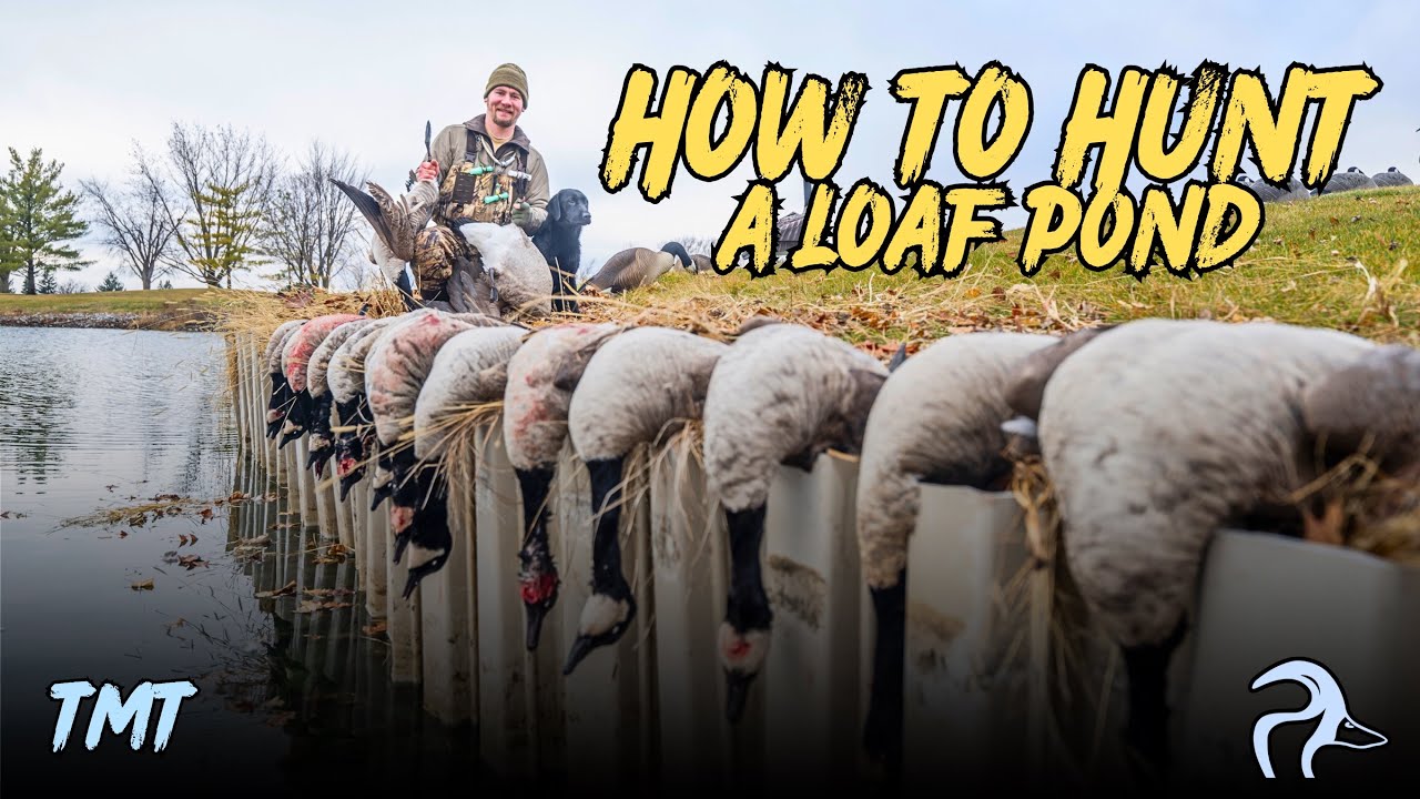 How to ACTUALLY Hunt a Loaf Pond