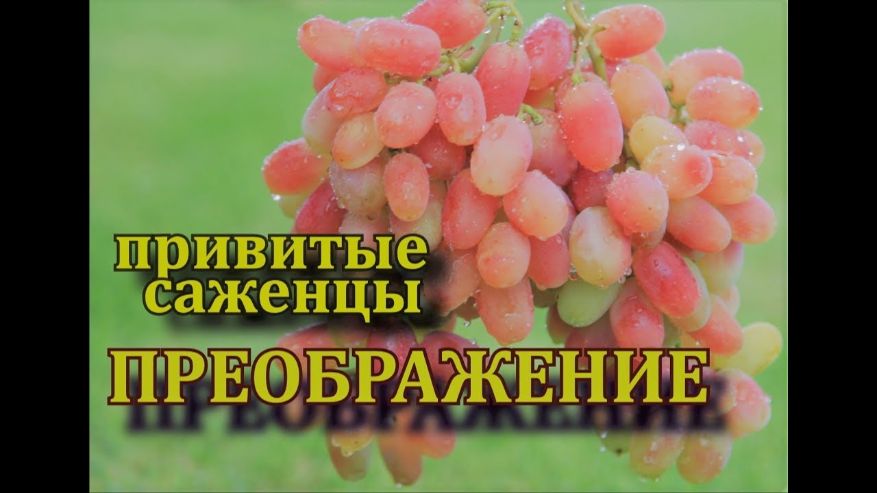 Виноград Преображение  (Grape Preobrazheniye, huge bunches)