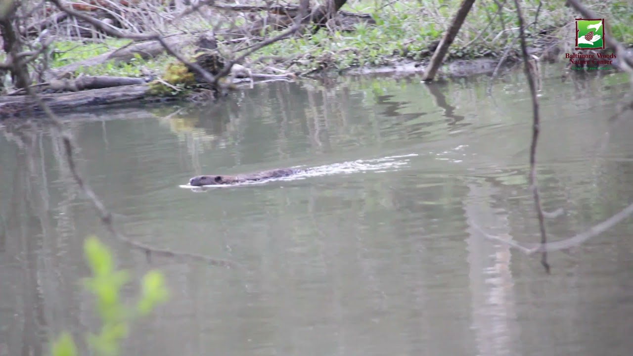 Animal of the Week: Animal Moments