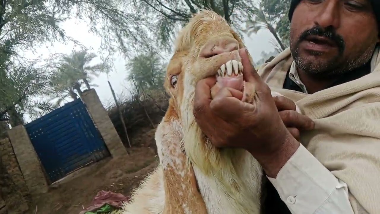 ماشاء اللہ جی بکرا فار سیل 47 اینچ 03073549070