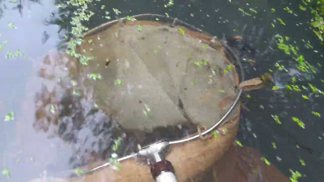 Как крутой аквариумист разводит аквариумных рыб ?