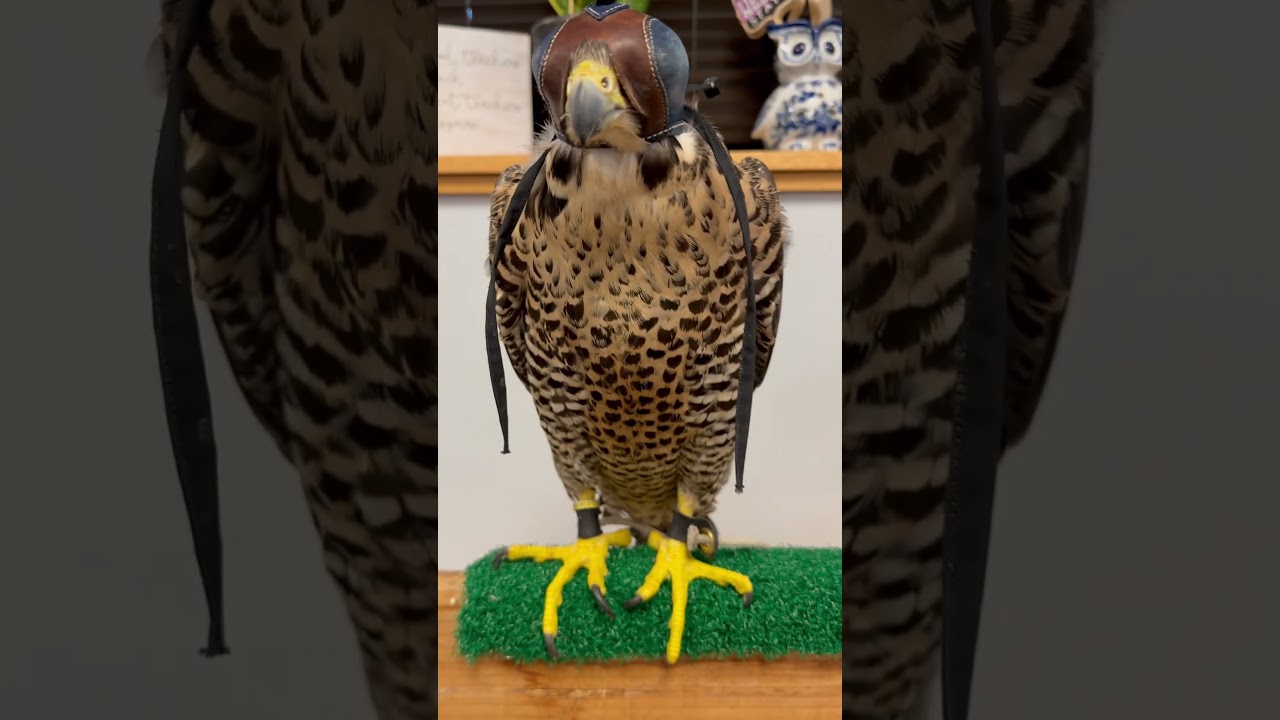 Falconry: Peregrine falcons adult vs juvenile    #wildlife #falconry