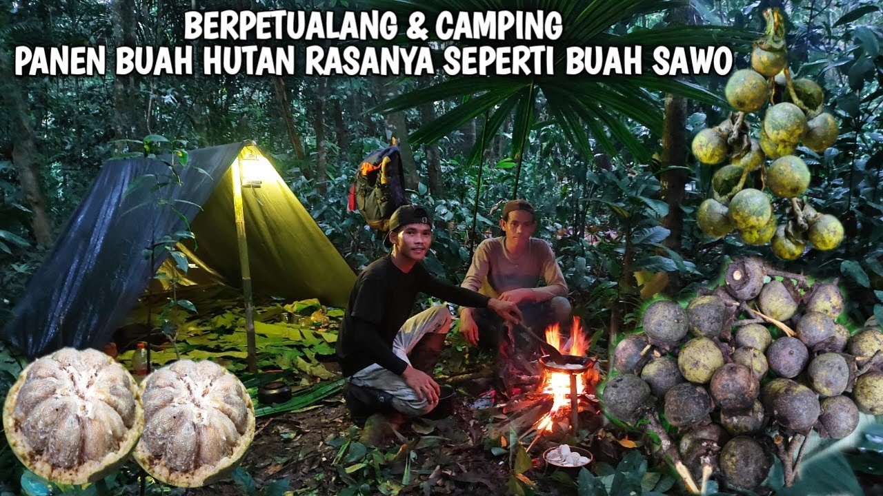 Berpetualang & camping, panen buah-buahan liar di hutan, mengolah jamur dan sayuran liar | SURVIVAL