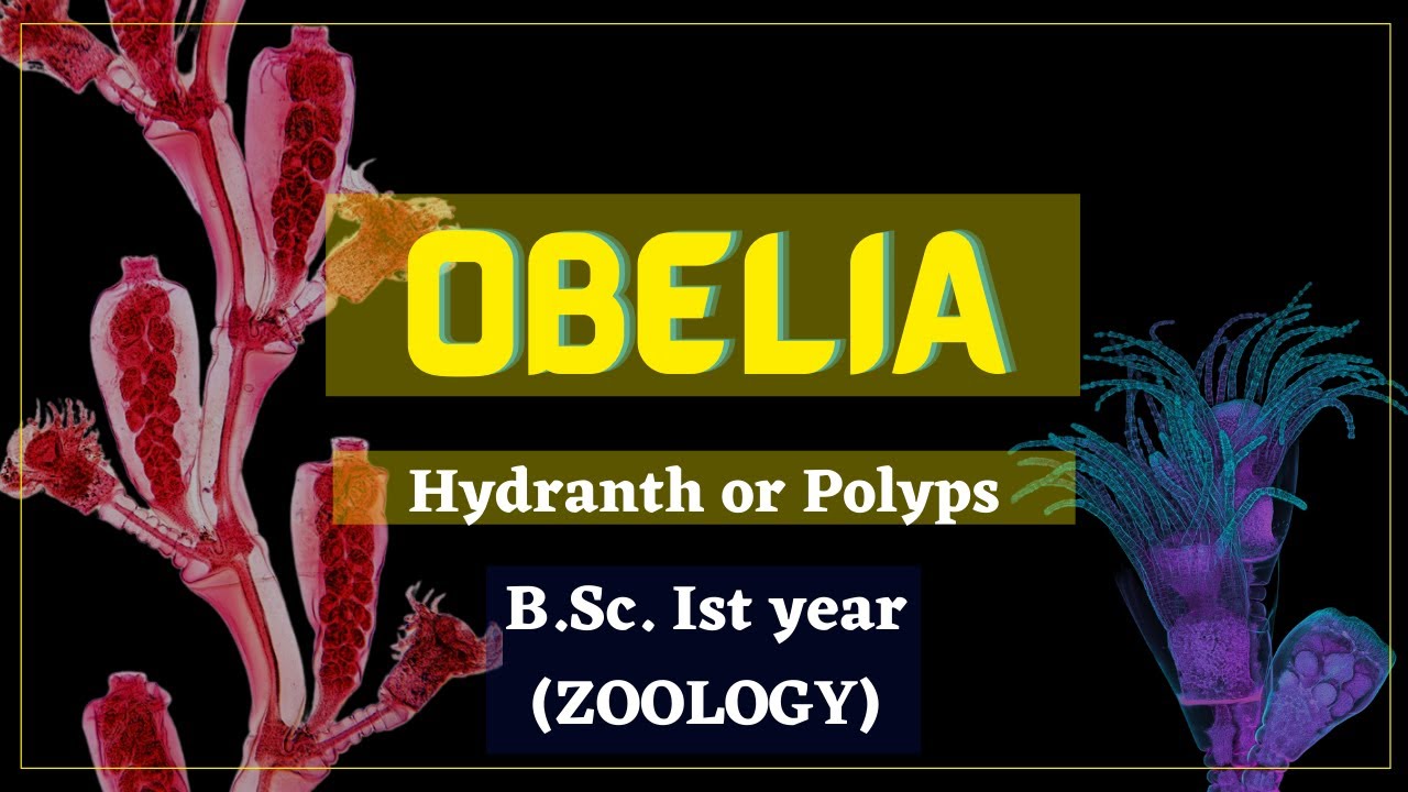 Obelia (part-1) || Hydranth or Polyps in Hindi || Coelenterata