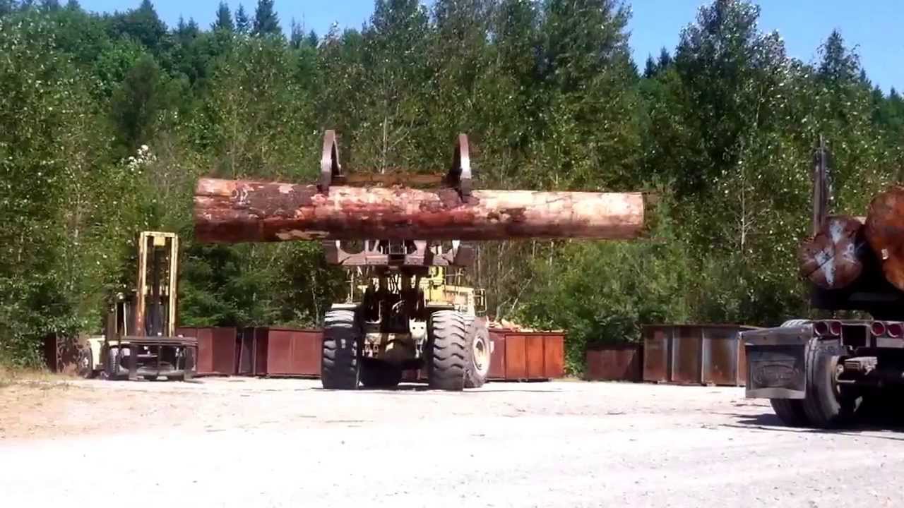 Caterpillar log loader unloading huge old growth spruce logs .
