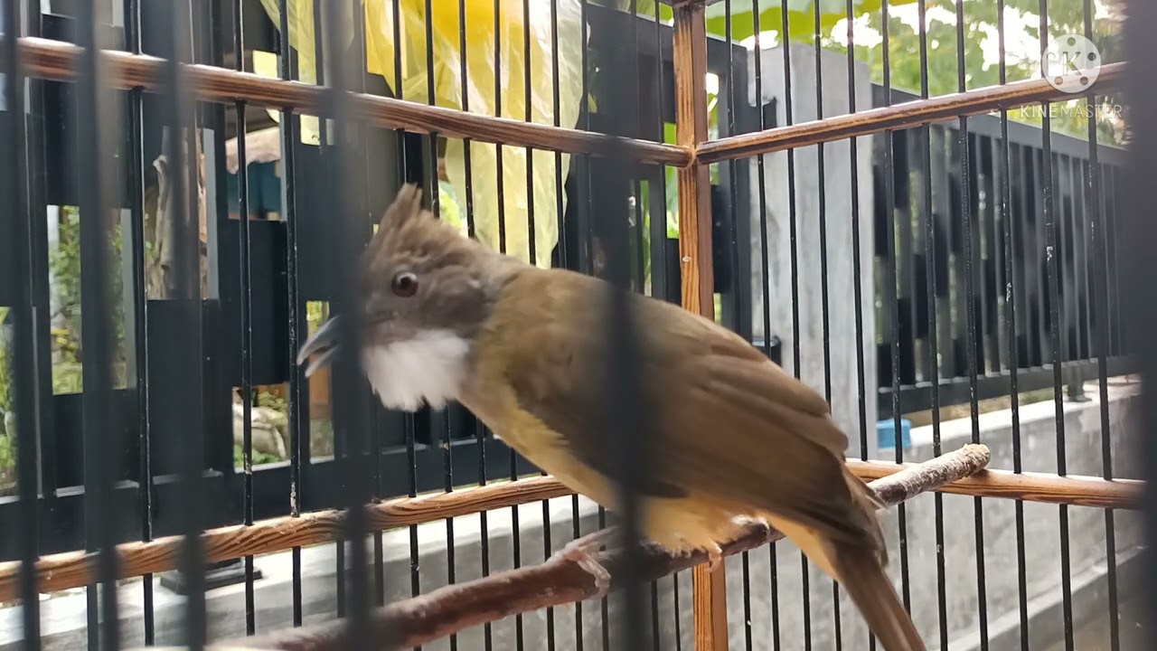 cara bikin CUCAK JENGGOT gacor kembali setelah BERTELUR.!!!!