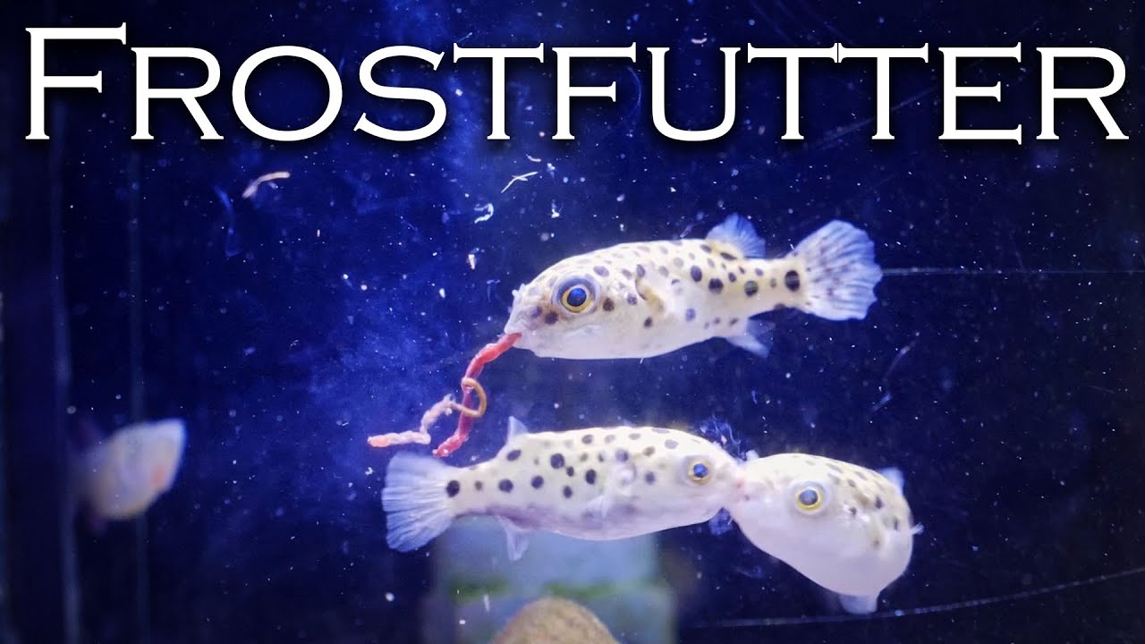 Alles über Frostfutter - Vorteile, Nachteile, Tipps und Tricks  | Aquado-Zoo Dortmund