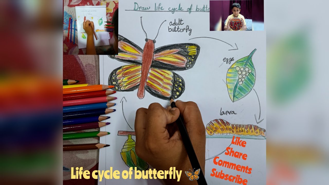 draw a life cycling of butterfly 