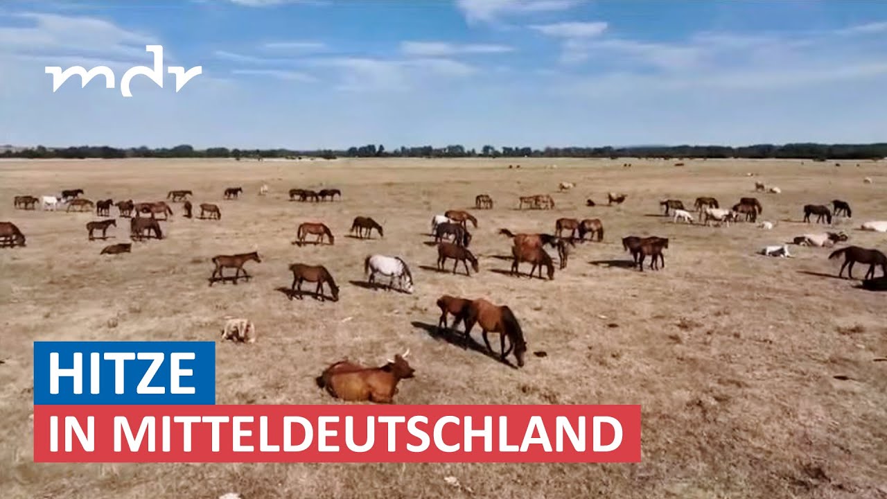 Region Sömmerda ist die trockenste in Deutschland | MDR um Zwei | MDR