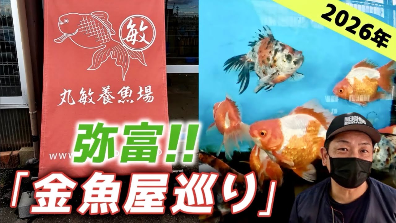 【丸敏養魚場】弥富の人気金魚店へ‼︎2026年、最初の訪問です。弥富産の金魚から、あの有名愛好家さんの個体まで…バラエティ豊かな金魚たちが勢揃いします‼︎