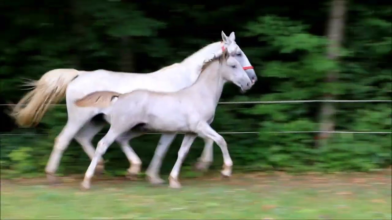 Pluto Thais - Lipizzan Colt- 2022
