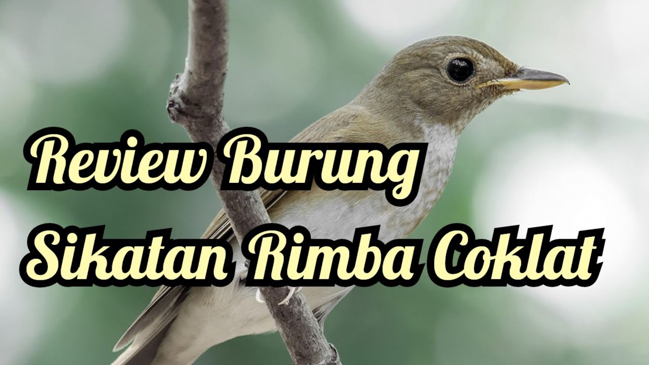Review Burung SRC