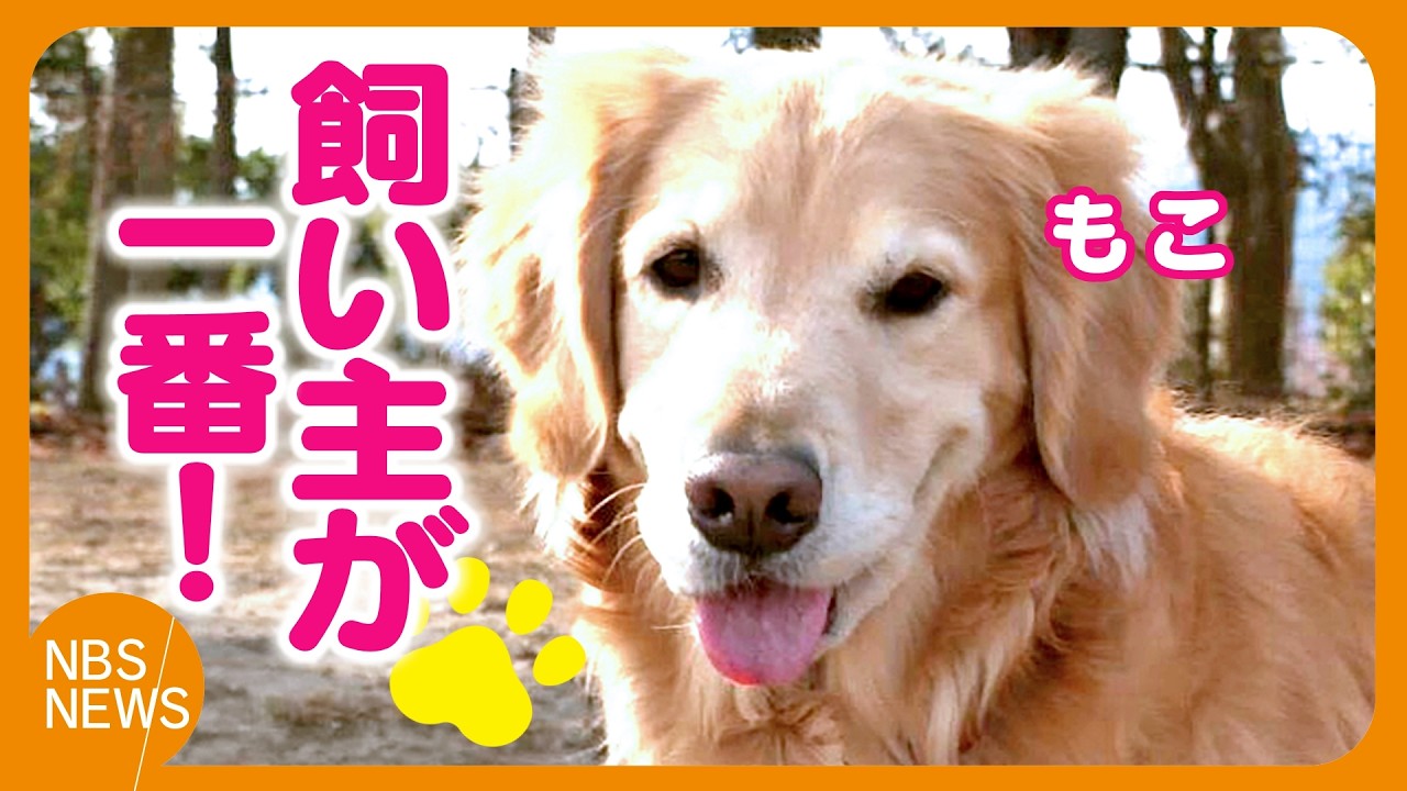 ドッグランでモテモテだけど  飼い主が一番の「もこ」