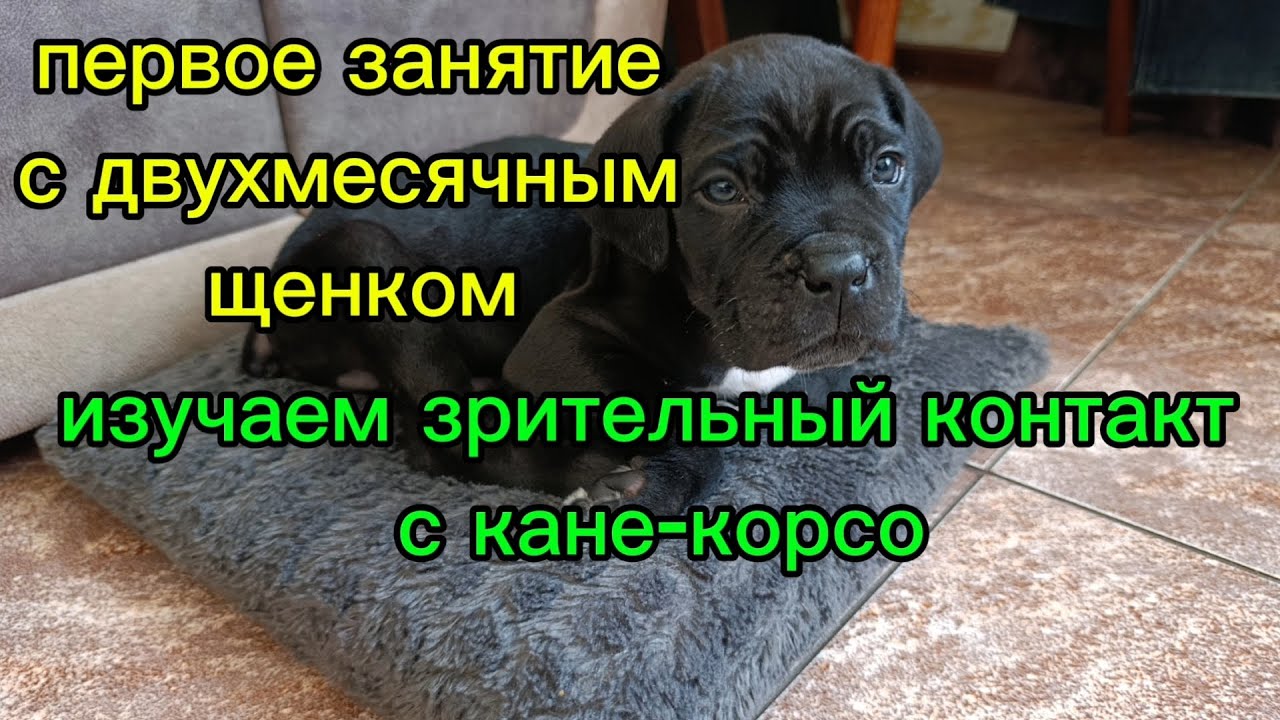 С чего нужно начать обучение двухмесячного щенка, зрительный контакт. Щенок породы кане-корсо