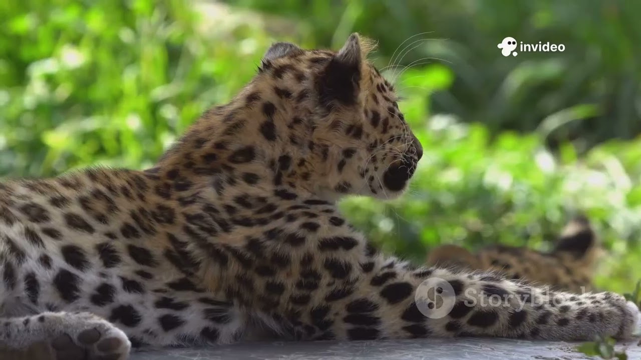 Amur Leopard Population Story