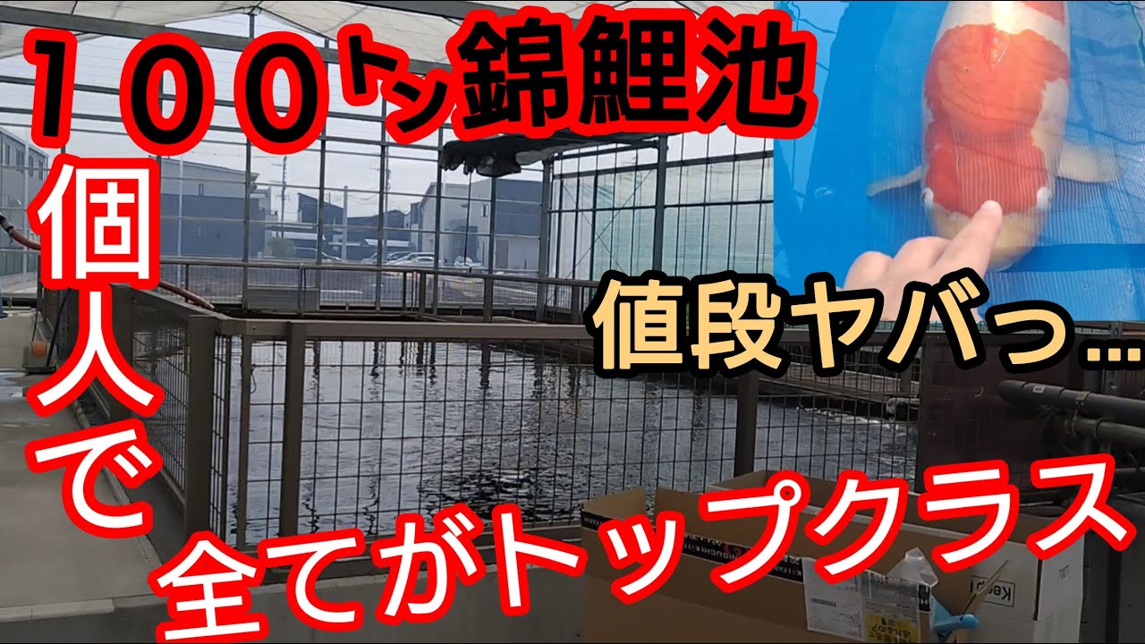 【最高峰の錦鯉】個人で100㌧池…値段ヤバッ…【販売して下さい】　#錦鯉  #アクアリウム　#koi