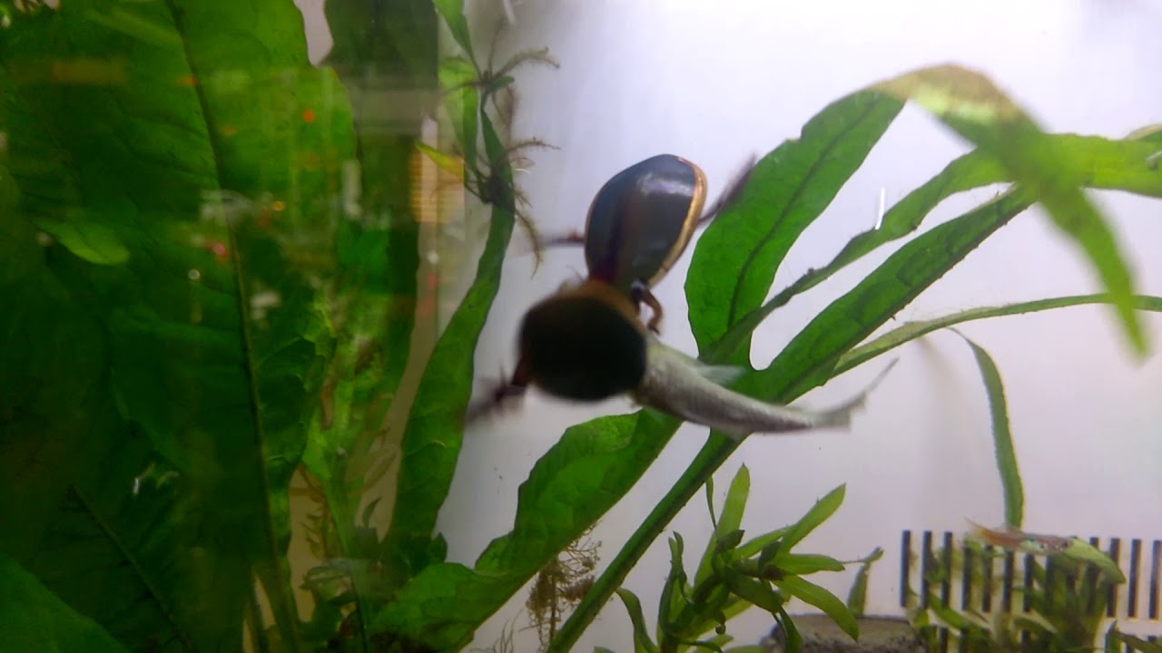 Diving Beetle (Cybister limbatus) catching small fish